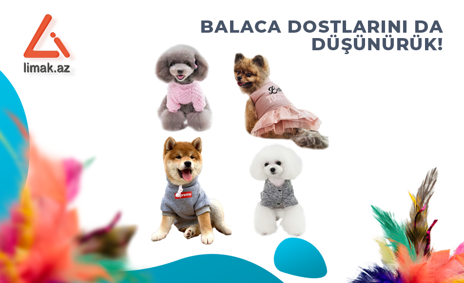 Ev heyvanları üçün
